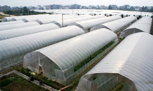河南永城合眾蔬菜基地（全鋼架無(wú)立柱拱棚）