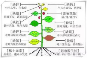 植物必須的大量元素，及作用
