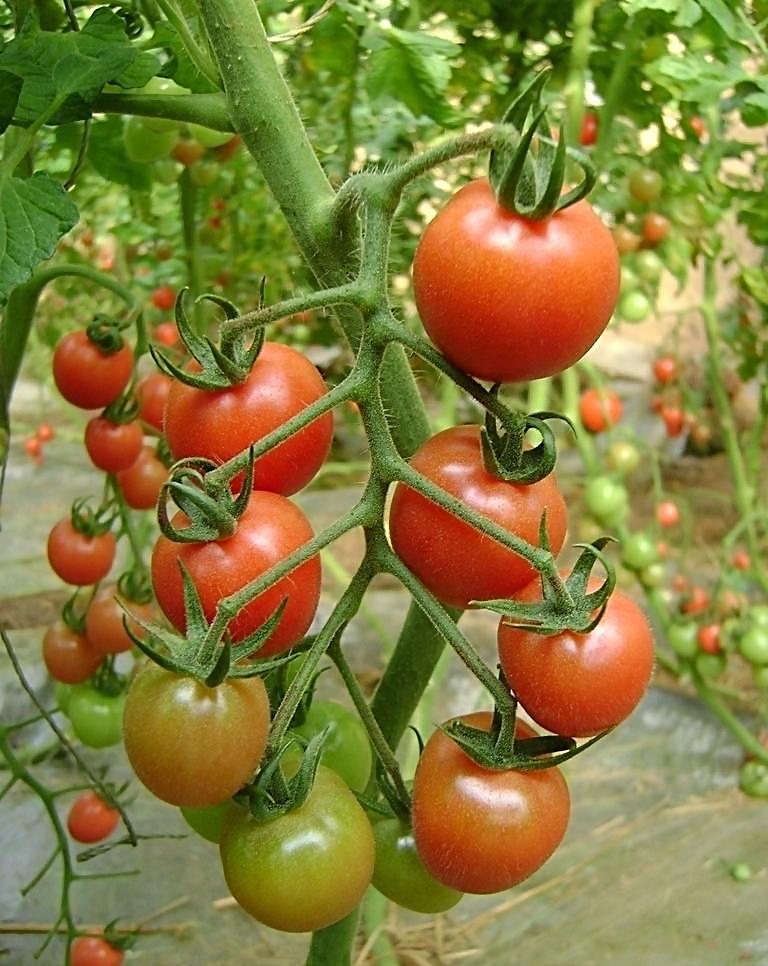 大棚西紅柿病蟲害防治技術(shù)